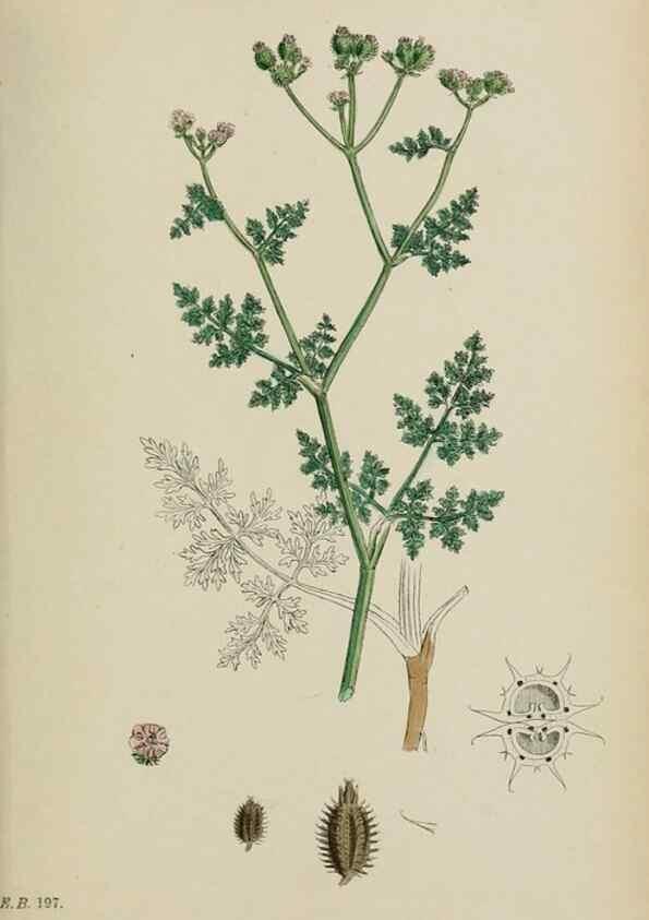Reproducción/Reproduction 48717589702: English botany, or, Coloured figures of British plants /. London :R. Hardwicke,1863-1886.. 