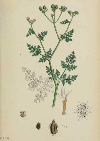 Reproducción/Reproduction 48717589702: English botany, or, Coloured figures of British plants /. London :R. Hardwicke,1863-1886.. 