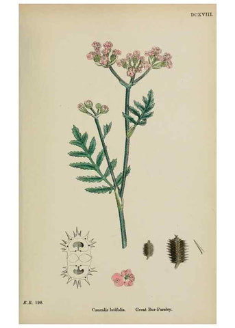 Reproducción/Reproduction 48717417981: English botany, or, Coloured figures of British plants /. London :R. Hardwicke,1863-1886.. 