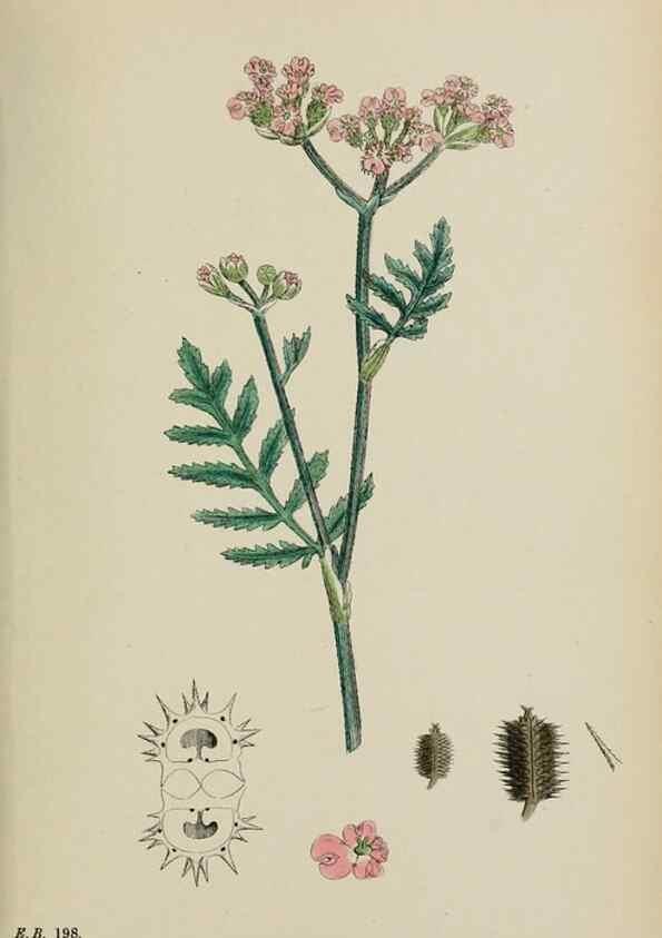 Reproducción/Reproduction 48717417981: English botany, or, Coloured figures of British plants /. London :R. Hardwicke,1863-1886.. 