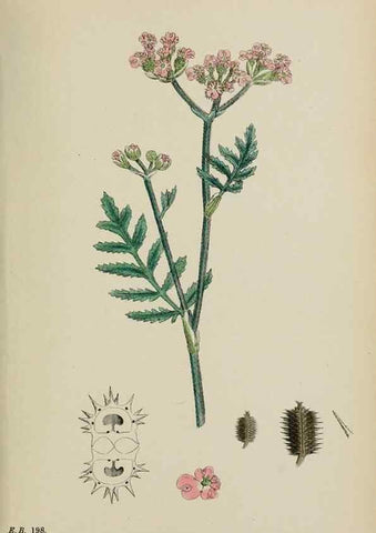 Reproducción/Reproduction 48717417981: English botany, or, Coloured figures of British plants /. London :R. Hardwicke,1863-1886.. 