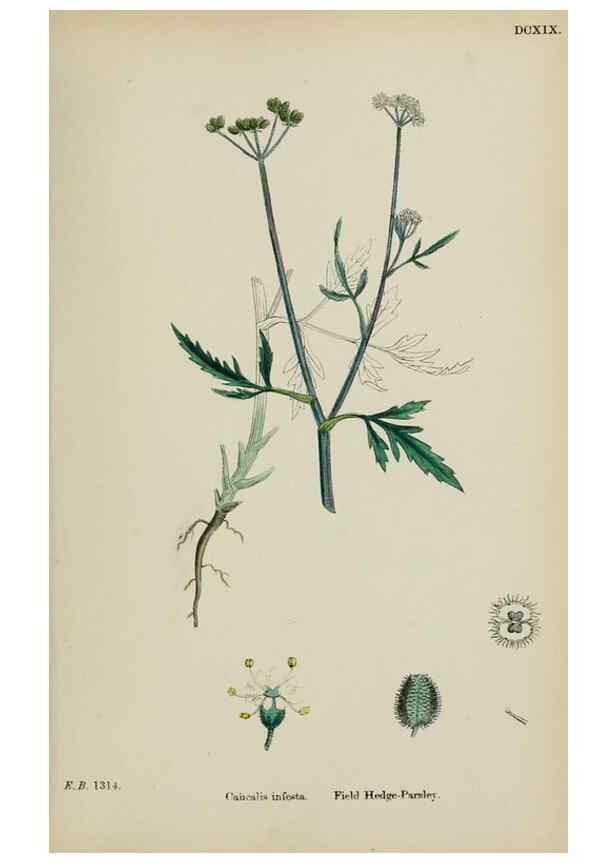 Reproducción/Reproduction 48717418311: English botany, or, Coloured figures of British plants /. London :R. Hardwicke,1863-1886.. 