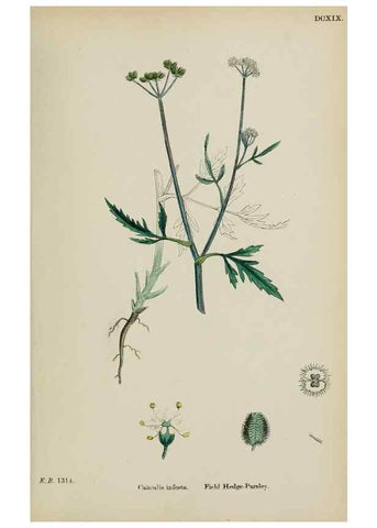Reproducción/Reproduction 48717418311: English botany, or, Coloured figures of British plants /. London :R. Hardwicke,1863-1886.. 