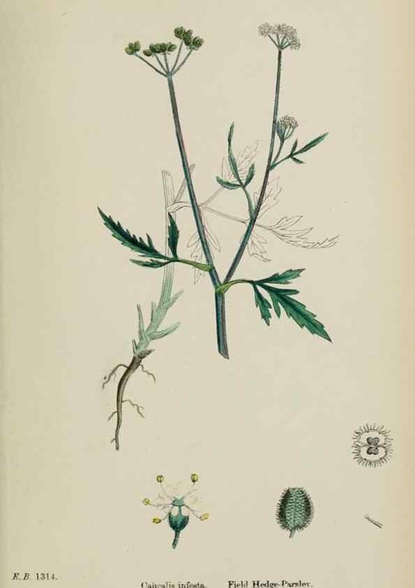 Reproducción/Reproduction 48717418311: English botany, or, Coloured figures of British plants /. London :R. Hardwicke,1863-1886.. 