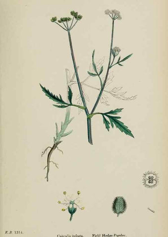 Reproducción/Reproduction 48717418311: English botany, or, Coloured figures of British plants /. London :R. Hardwicke,1863-1886.. 