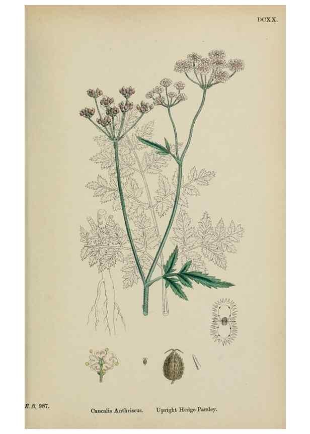Reproducción/Reproduction 48717590452: English botany, or, Coloured figures of British plants /. London :R. Hardwicke,1863-1886.. 