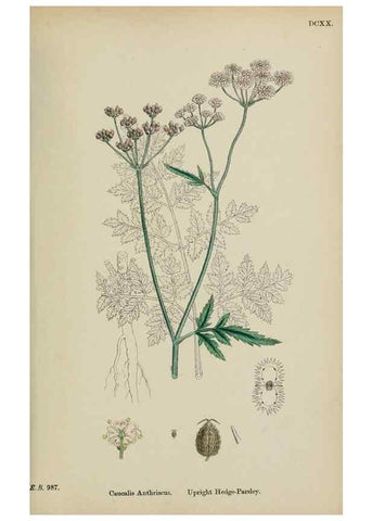 Reproducción/Reproduction 48717590452: English botany, or, Coloured figures of British plants /. London :R. Hardwicke,1863-1886.. 