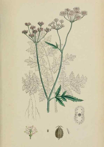 Reproducción/Reproduction 48717590452: English botany, or, Coloured figures of British plants /. London :R. Hardwicke,1863-1886.. 