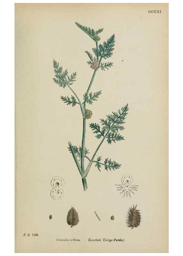 Reproducción/Reproduction 48717083108: English botany, or, Coloured figures of British plants /. London :R. Hardwicke,1863-1886.. 