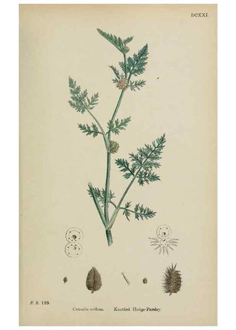 Reproducción/Reproduction 48717083108: English botany, or, Coloured figures of British plants /. London :R. Hardwicke,1863-1886.. 