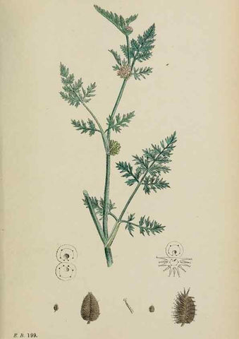 Reproducción/Reproduction 48717083108: English botany, or, Coloured figures of British plants /. London :R. Hardwicke,1863-1886.. 