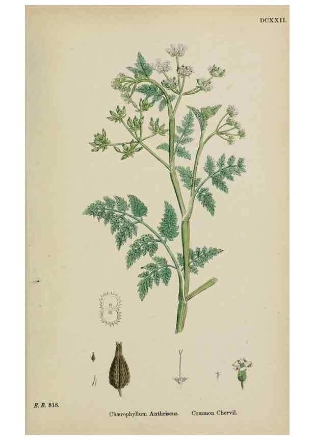 Reproducción/Reproduction 48717419071: English botany, or, Coloured figures of British plants /. London :R. Hardwicke,1863-1886.. 