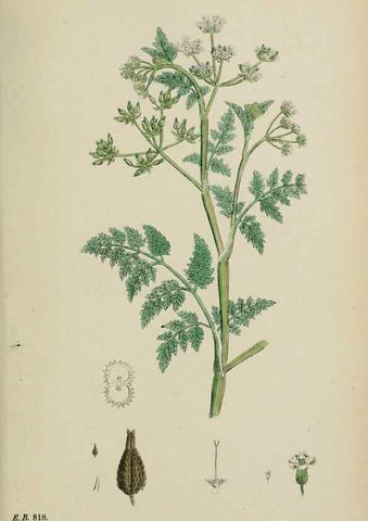 Reproducción/Reproduction 48717419071: English botany, or, Coloured figures of British plants /. London :R. Hardwicke,1863-1886.. 