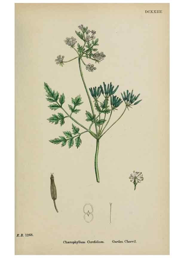 Reproducción/Reproduction 48717083568: English botany, or, Coloured figures of British plants /. London :R. Hardwicke,1863-1886.. 