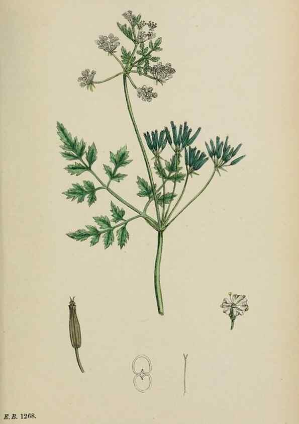 Reproducción/Reproduction 48717083568: English botany, or, Coloured figures of British plants /. London :R. Hardwicke,1863-1886.. 