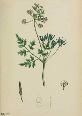 Reproducción/Reproduction 48717083568: English botany, or, Coloured figures of British plants /. London :R. Hardwicke,1863-1886.. 