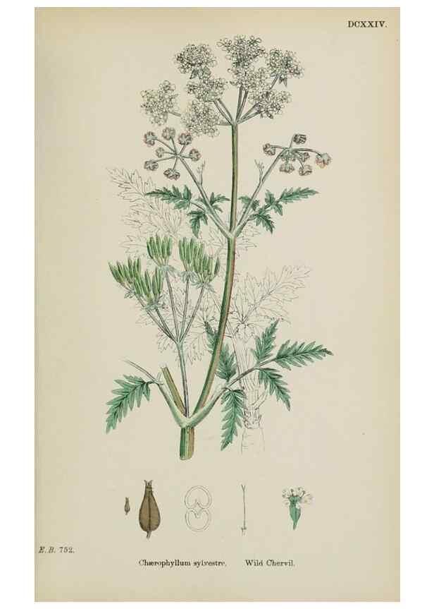 Reproducción/Reproduction 48717419616: English botany, or, Coloured figures of British plants /. London :R. Hardwicke,1863-1886.. 
