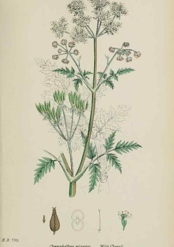 Reproducción/Reproduction 48717419616: English botany, or, Coloured figures of British plants /. London :R. Hardwicke,1863-1886.. 