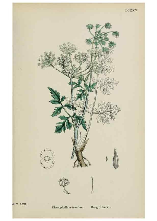 Reproducción/Reproduction 48717419896: English botany, or, Coloured figures of British plants /. London :R. Hardwicke,1863-1886.. 