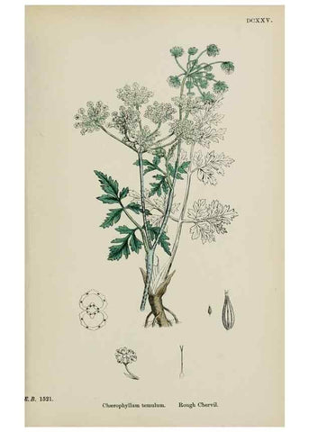 Reproducción/Reproduction 48717419896: English botany, or, Coloured figures of British plants /. London :R. Hardwicke,1863-1886.. 
