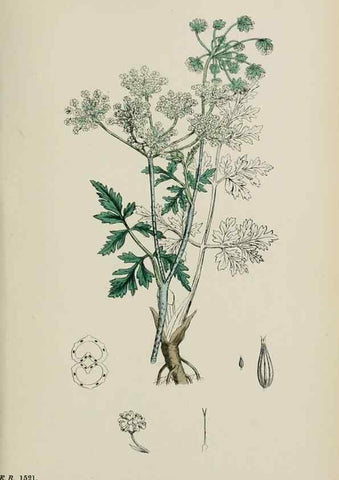Reproducción/Reproduction 48717419896: English botany, or, Coloured figures of British plants /. London :R. Hardwicke,1863-1886.. 