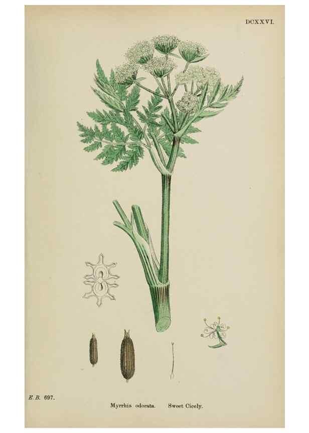 Reproducción/Reproduction 48717591842: English botany, or, Coloured figures of British plants /. London :R. Hardwicke,1863-1886.. 