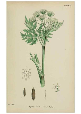 Reproducción/Reproduction 48717591842: English botany, or, Coloured figures of British plants /. London :R. Hardwicke,1863-1886.. 