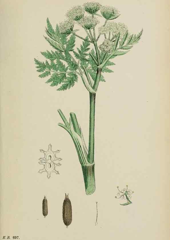 Reproducción/Reproduction 48717591842: English botany, or, Coloured figures of British plants /. London :R. Hardwicke,1863-1886.. 