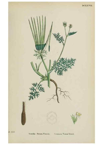 Reproducción/Reproduction 48717084563: English botany, or, Coloured figures of British plants /. London :R. Hardwicke,1863-1886.. 