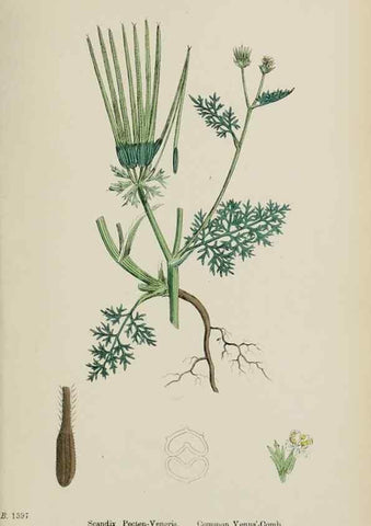 Reproducción/Reproduction 48717084563: English botany, or, Coloured figures of British plants /. London :R. Hardwicke,1863-1886.. 
