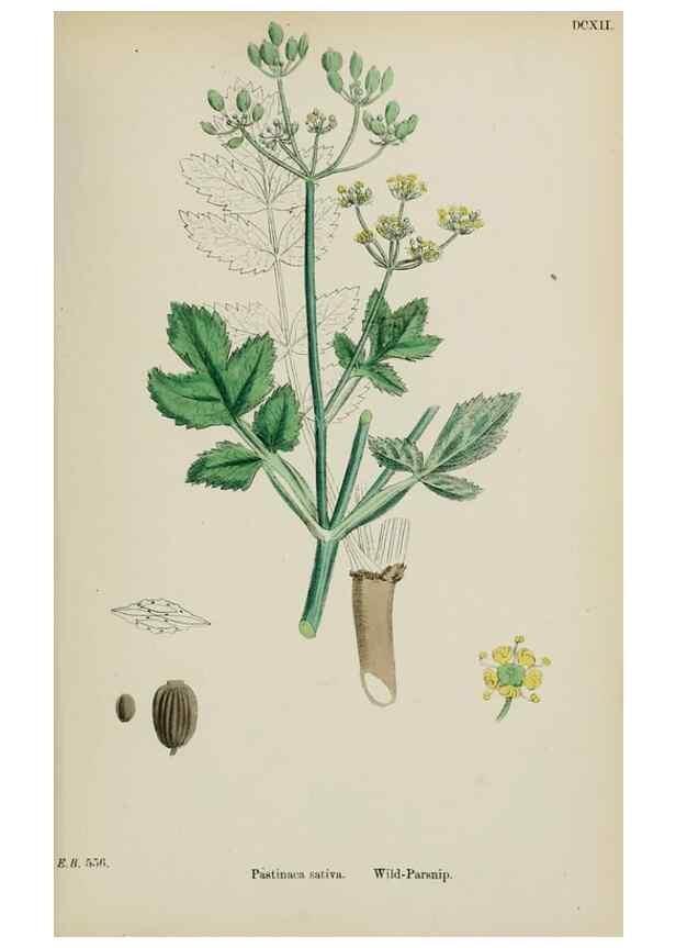 Reproducción/Reproduction 48717080663: English botany, or, Coloured figures of British plants /. London :R. Hardwicke,1863-1886.. 