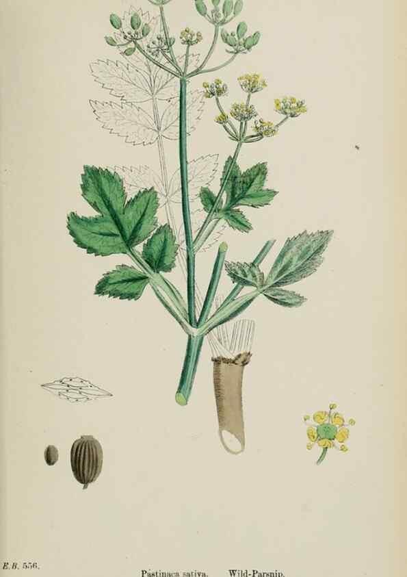 Reproducción/Reproduction 48717080663: English botany, or, Coloured figures of British plants /. London :R. Hardwicke,1863-1886.. 