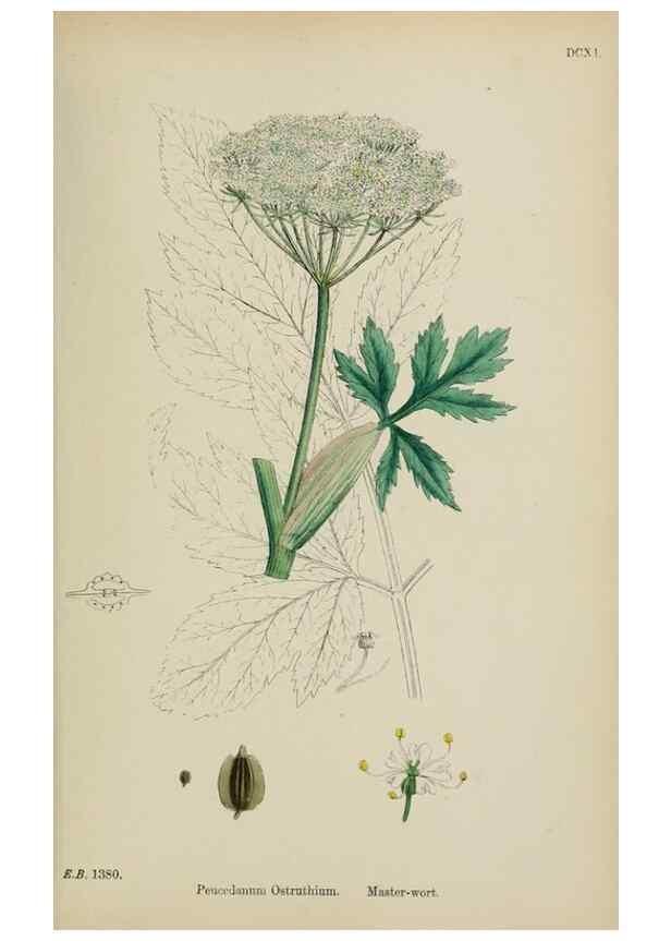 Reproducción/Reproduction 48717416321: English botany, or, Coloured figures of British plants /. London :R. Hardwicke,1863-1886.. 