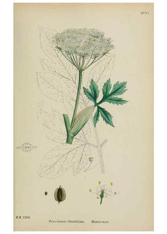 Reproducción/Reproduction 48717416321: English botany, or, Coloured figures of British plants /. London :R. Hardwicke,1863-1886.. 