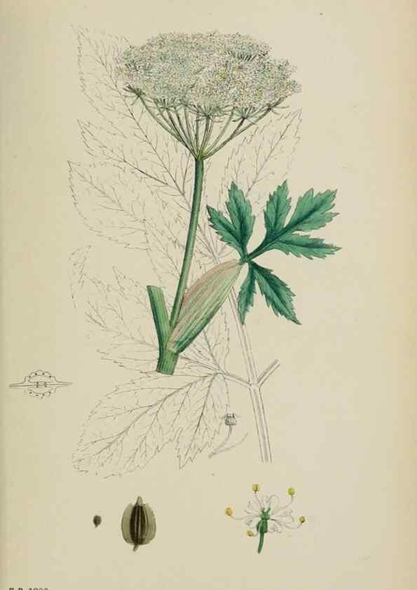 Reproducción/Reproduction 48717416321: English botany, or, Coloured figures of British plants /. London :R. Hardwicke,1863-1886.. 