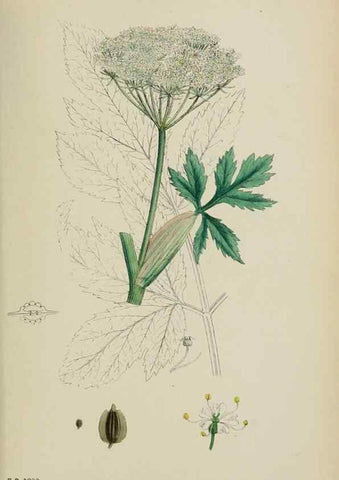 Reproducción/Reproduction 48717416321: English botany, or, Coloured figures of British plants /. London :R. Hardwicke,1863-1886.. 