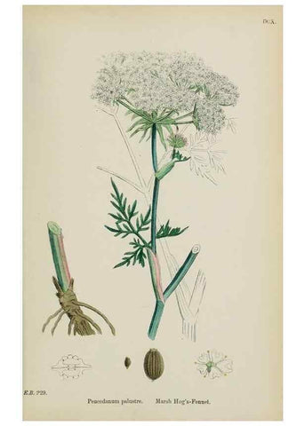 Reproducción/Reproduction 48717416101: English botany, or, Coloured figures of British plants /. London :R. Hardwicke,1863-1886.. 