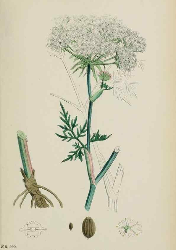 Reproducción/Reproduction 48717416101: English botany, or, Coloured figures of British plants /. London :R. Hardwicke,1863-1886.. 