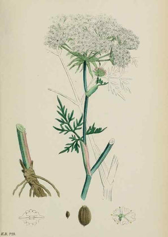 Reproducción/Reproduction 48717416101: English botany, or, Coloured figures of British plants /. London :R. Hardwicke,1863-1886.. 
