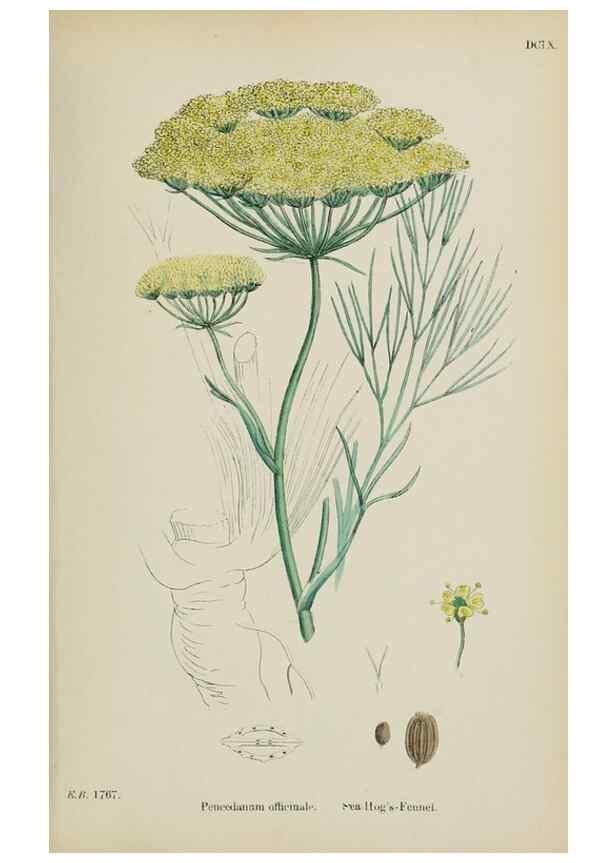 Reproducción/Reproduction 48717415886: English botany, or, Coloured figures of British plants /. London :R. Hardwicke,1863-1886.. 