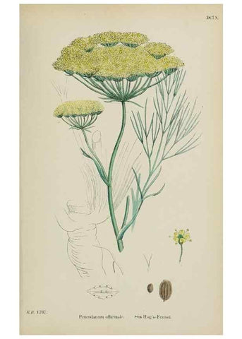 Reproducción/Reproduction 48717415886: English botany, or, Coloured figures of British plants /. London :R. Hardwicke,1863-1886.. 