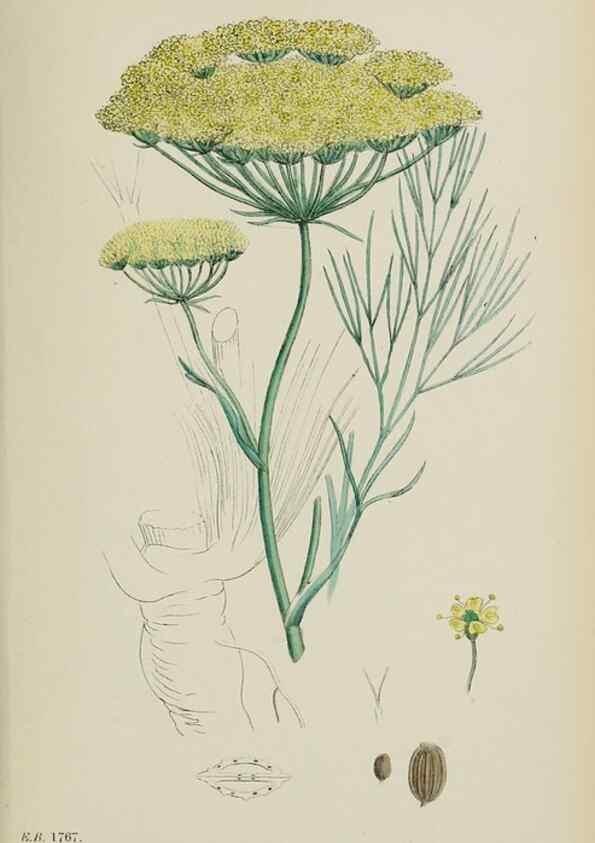 Reproducción/Reproduction 48717415886: English botany, or, Coloured figures of British plants /. London :R. Hardwicke,1863-1886.. 