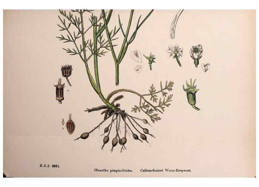 Reproducción/Reproduction 48717583737: English botany, or, Coloured figures of British plants /. London :R. Hardwicke,1863-1886.. 