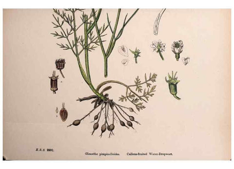 Reproducción/Reproduction 48717583737: English botany, or, Coloured figures of British plants /. London :R. Hardwicke,1863-1886.. 