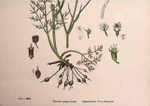 Reproducción/Reproduction 48717583737: English botany, or, Coloured figures of British plants /. London :R. Hardwicke,1863-1886.. 