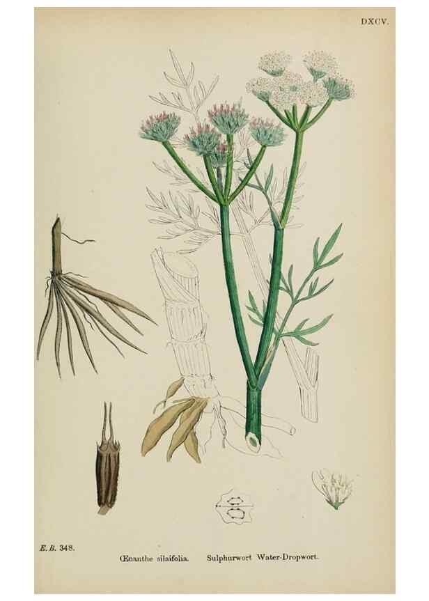 Reproducción/Reproduction 48717075853: English botany, or, Coloured figures of British plants /. London :R. Hardwicke,1863-1886.. 