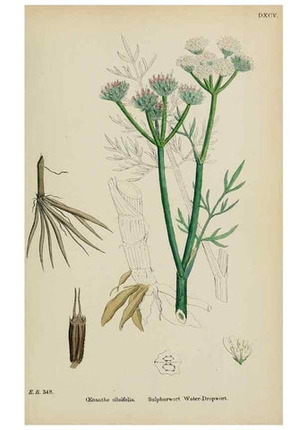 Reproducción/Reproduction 48717075853: English botany, or, Coloured figures of British plants /. London :R. Hardwicke,1863-1886.. 