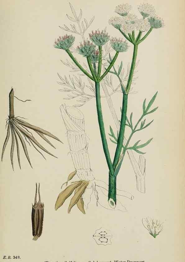 Reproducción/Reproduction 48717075853: English botany, or, Coloured figures of British plants /. London :R. Hardwicke,1863-1886.. 
