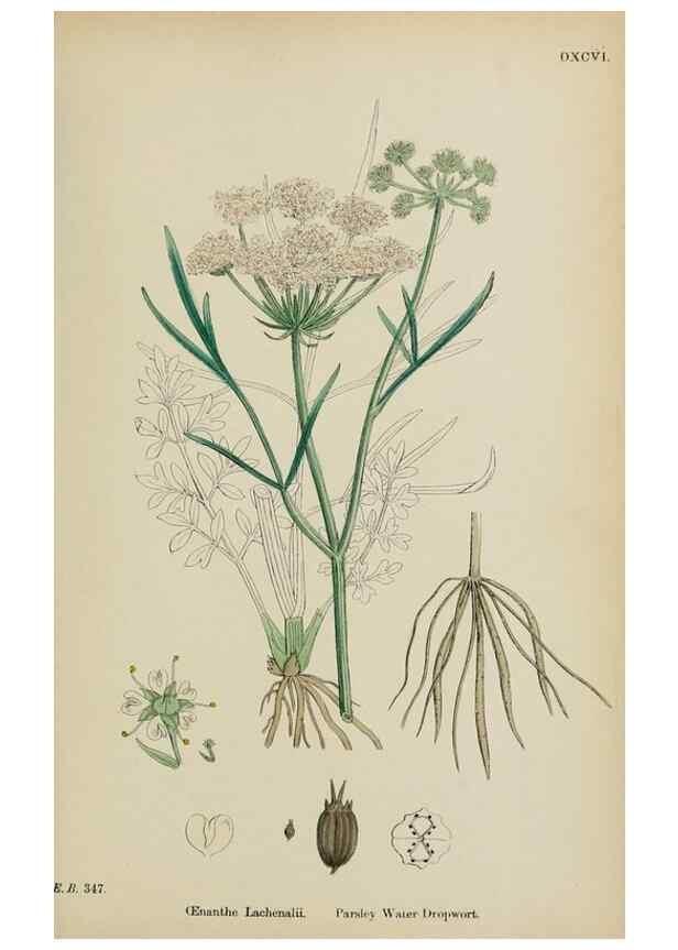 Reproducción/Reproduction 48717076113: English botany, or, Coloured figures of British plants /. London :R. Hardwicke,1863-1886.. 