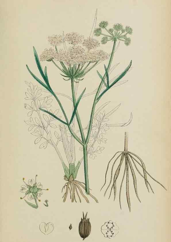 Reproducción/Reproduction 48717076113: English botany, or, Coloured figures of British plants /. London :R. Hardwicke,1863-1886.. 